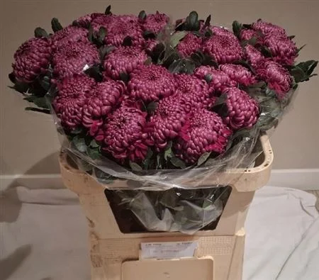 CHR-G-BIGOUDI-PURPLE-70CM