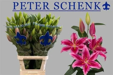 LI-OR-PETER-SCHENK-5-100CM
