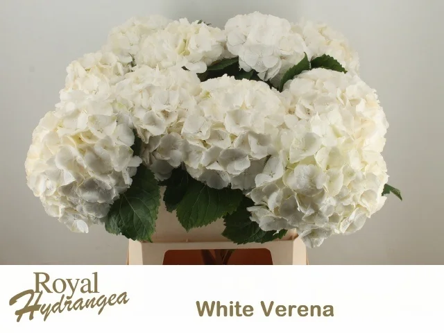 HYDR-M-CH-WHI-VERENA-80CM