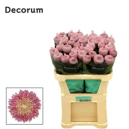 CHR-G-COUTURE-70CM