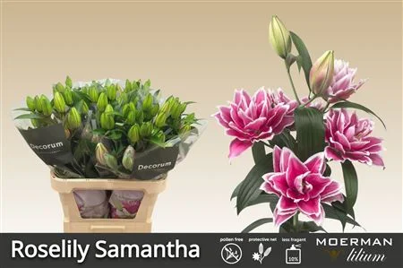 LI-OR-DU-RL-SAMANTHA-90CM