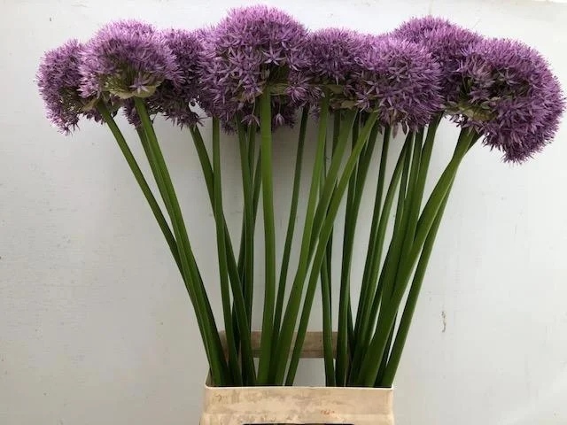 ALLIUM-PINBALL-WIZAR-80CM-80CM