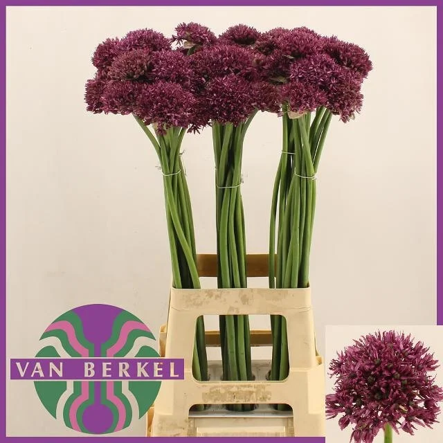 ALLIUM-FIRMAMENT-80CM-80CM