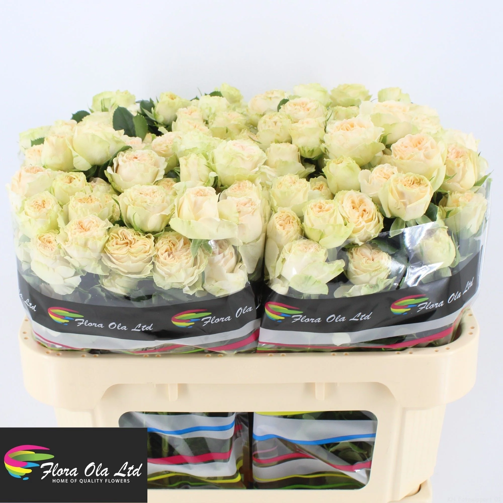R-TR-SUMMERROSE-70CM