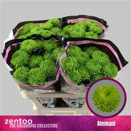 CHR-G-ALEMANI-100GR-70CM