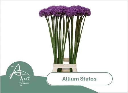 ALLIUM-STATOS-90CM-90CM