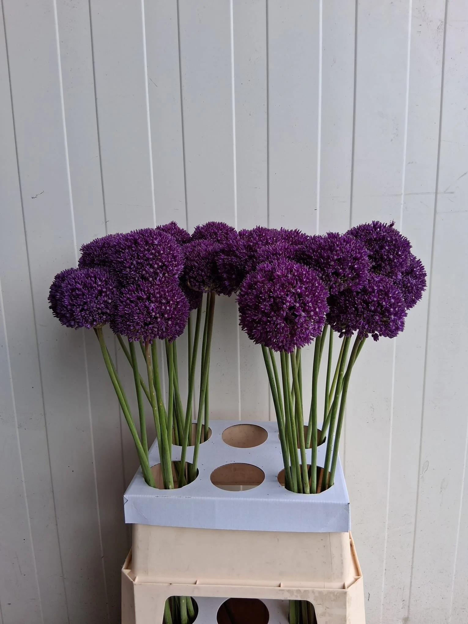 ALLIUM-AMBASSADOR-95CM