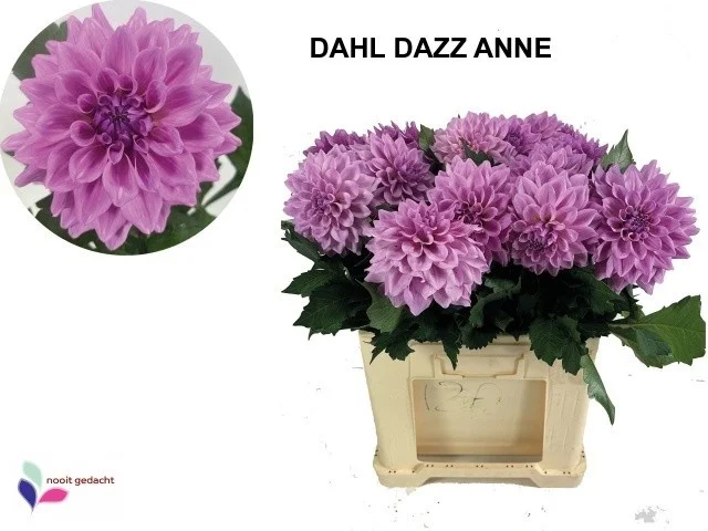 DAHL-DAZZ-ANNE-65CM
