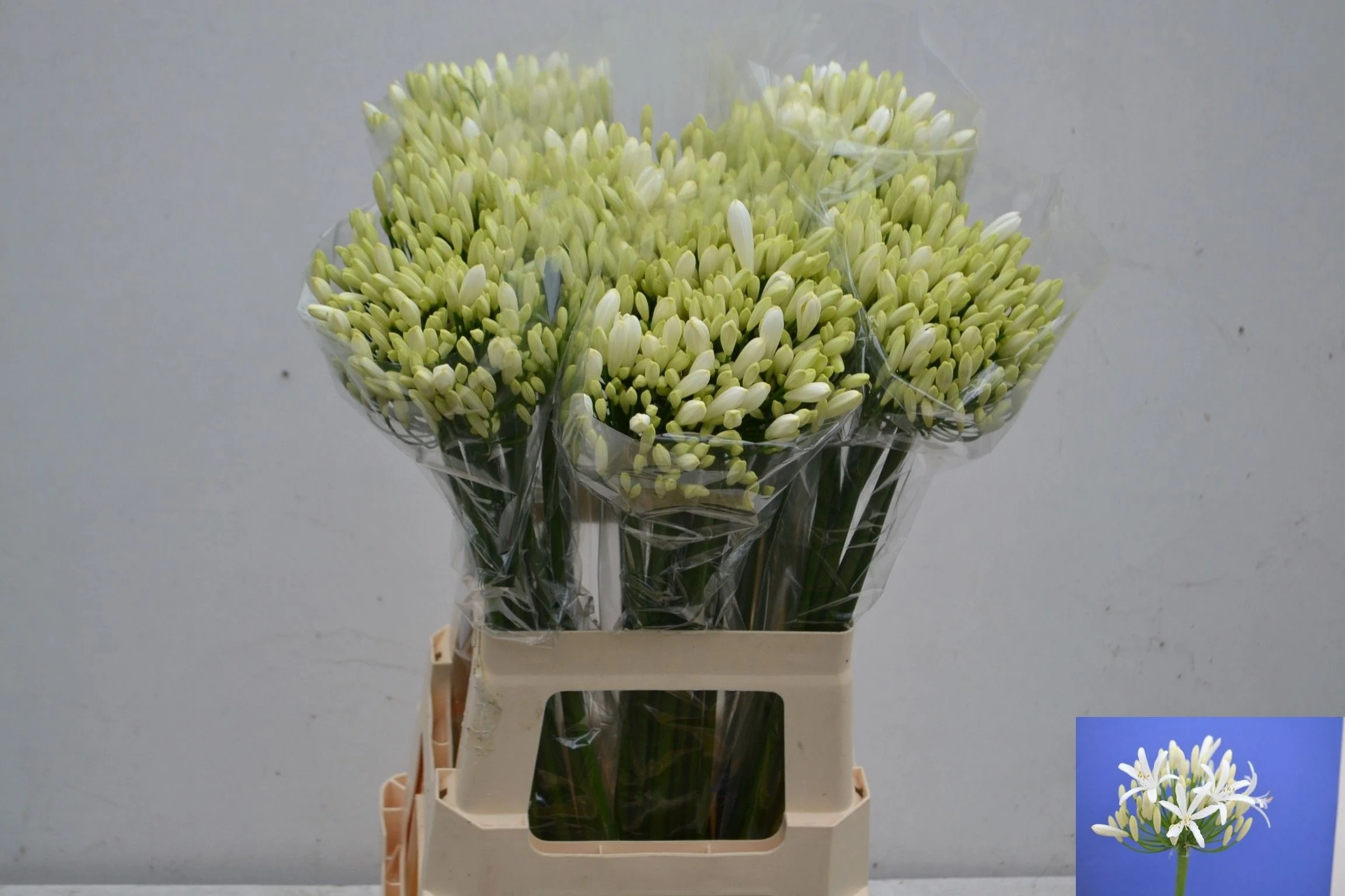 AGAP-EYFORI-WHITE-70CM-70CM