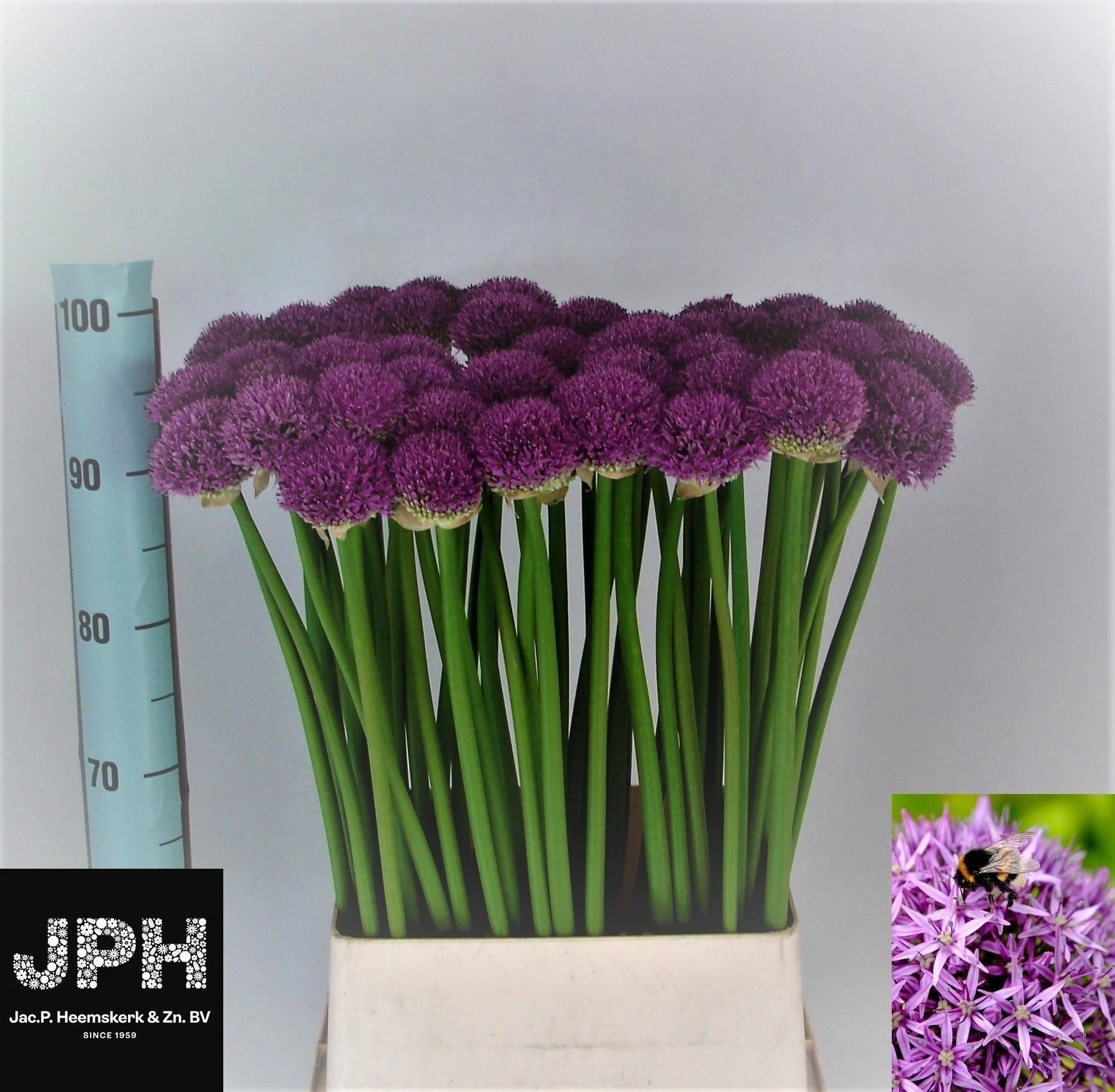 ALLIUM-GLADIATOR-90CM-95CM