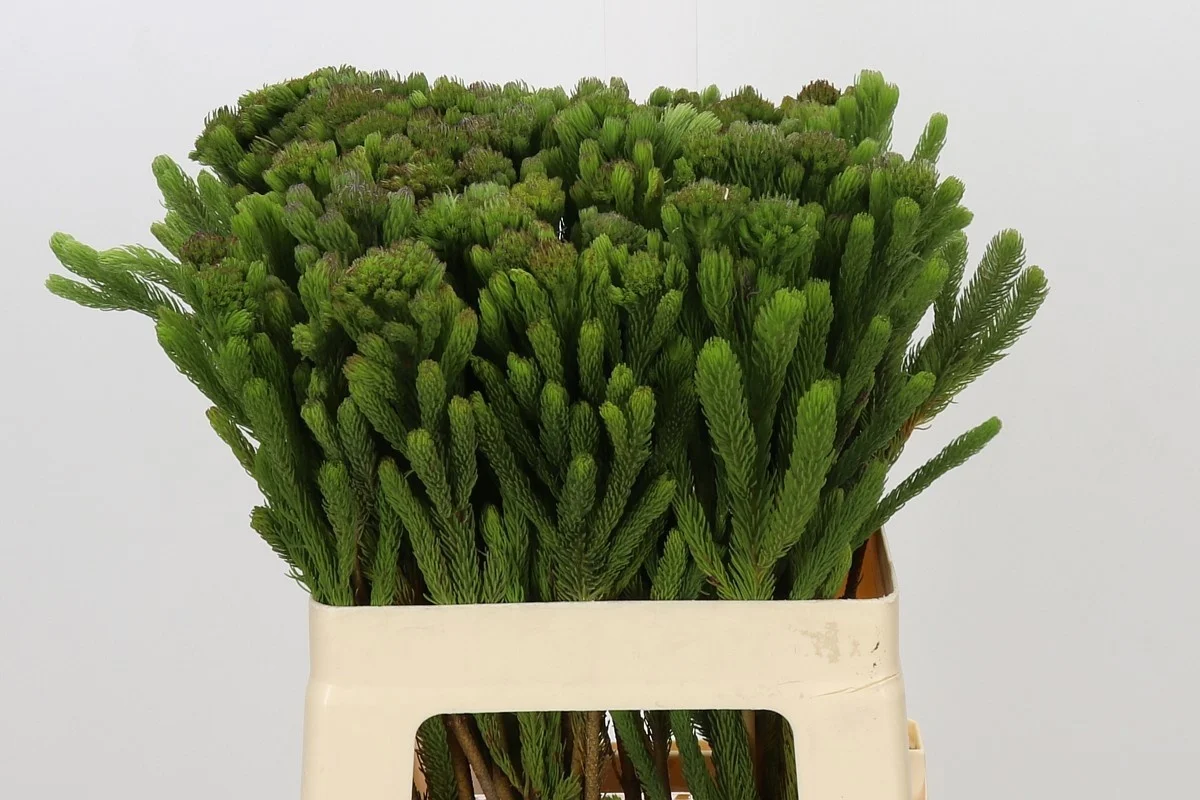 BRUN-ALBIFLORA-60CM-60CM