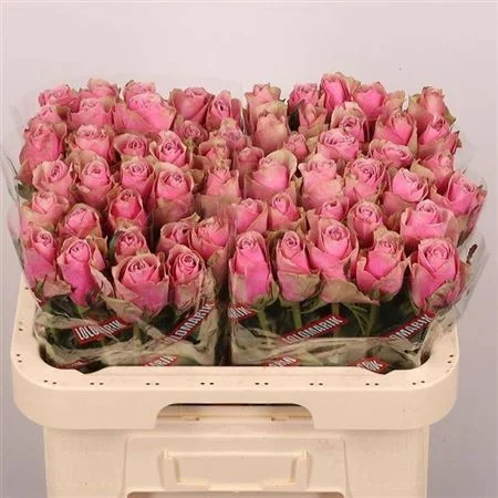 R-GR-ATHENA-ROYALE-60CM