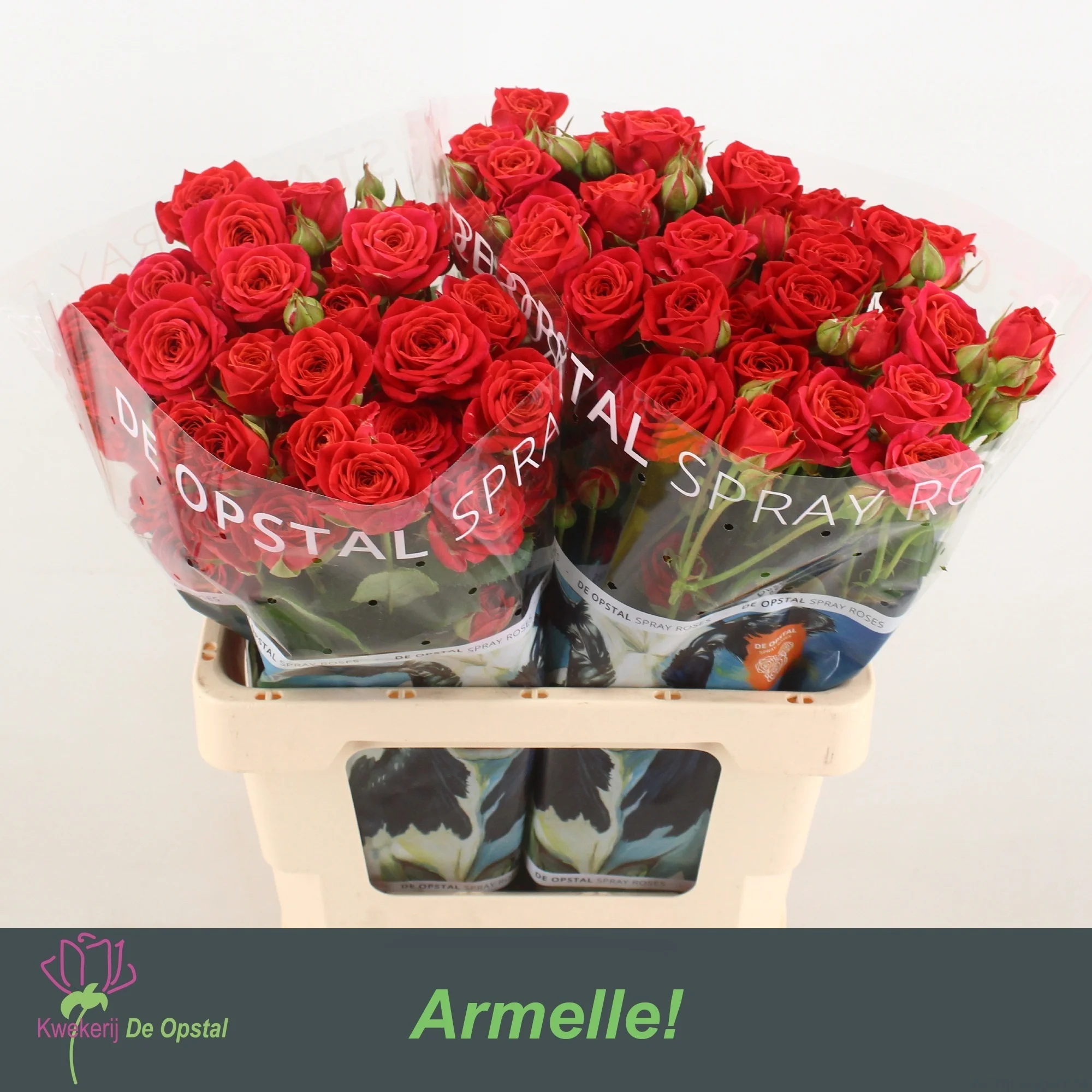 R-TR-ARMELLE-60CM