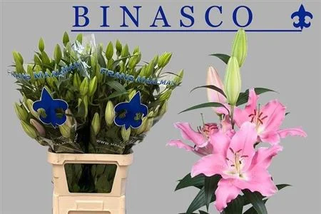 LI-OR-BINASCO-105CM