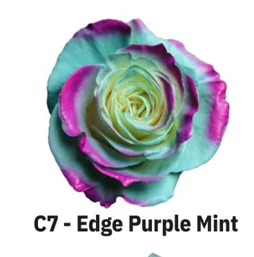 BOYALI EKVATOR GÜL EDGE PURPLE MİNT 