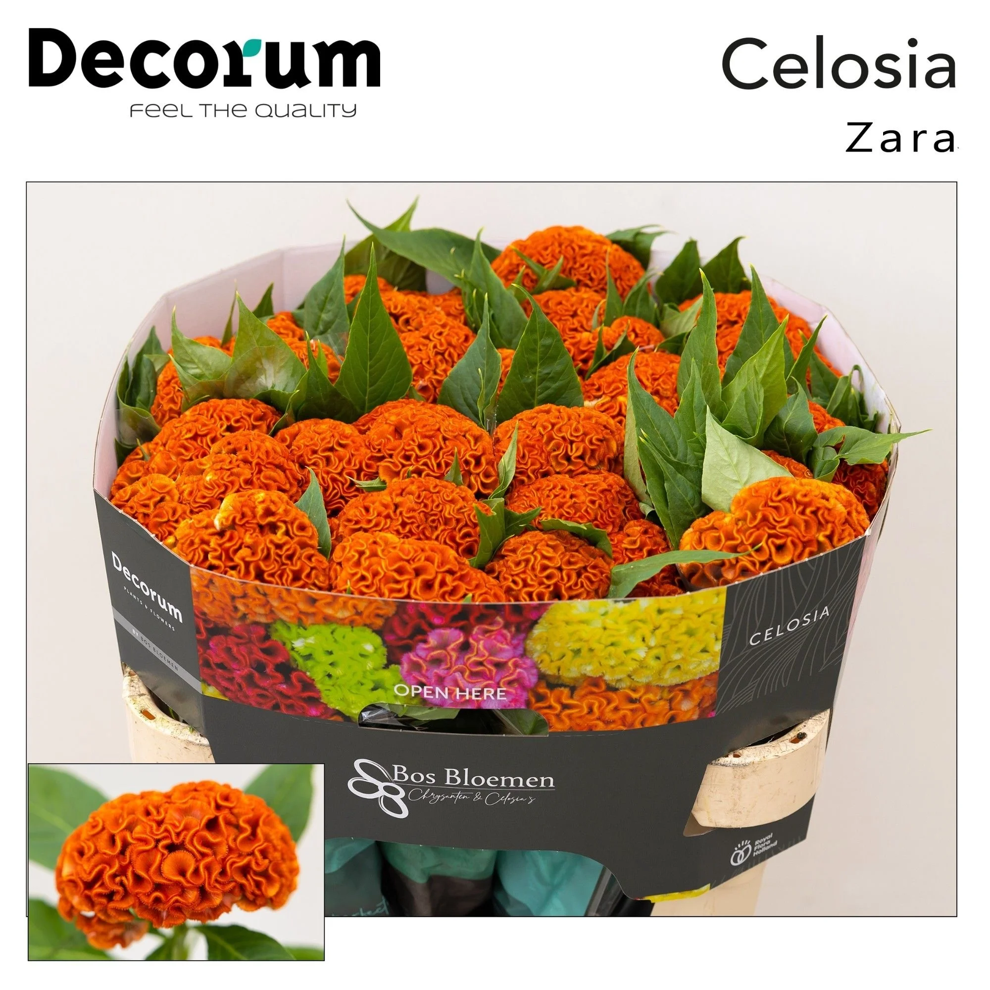 CEL-C-ACT-ZARA-72CM