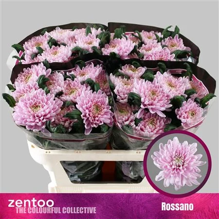 CHR-G-ROSSANO-70CM