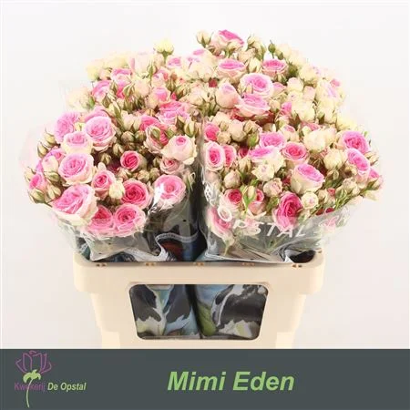 R-TR-MIMI-EDEN-60CM