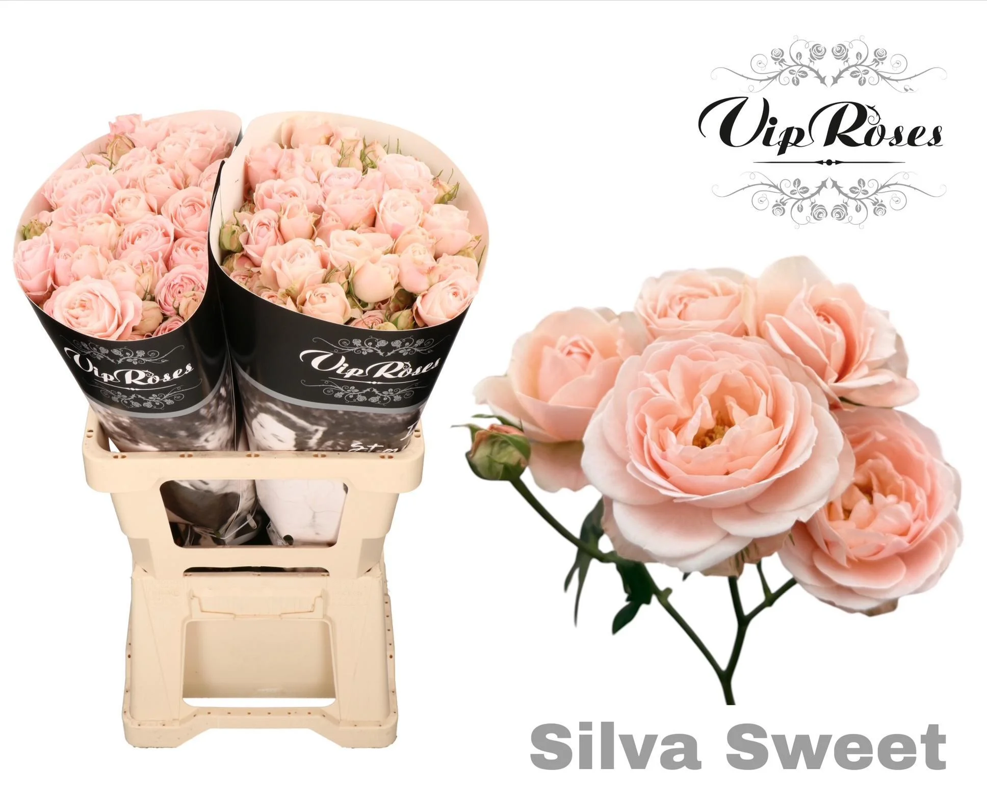 R-TR-SILVA-SWEET-70CM