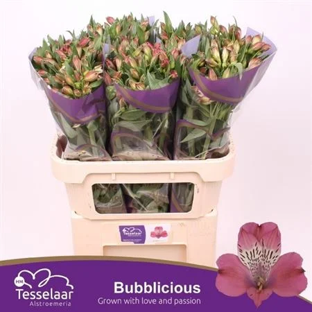 ALSTR-BUBBLICIOUS-80GR-75CM