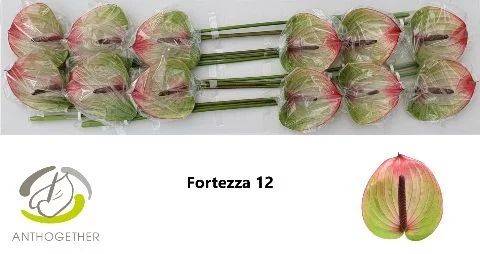 ANTH-A-FORTEZZA-CM