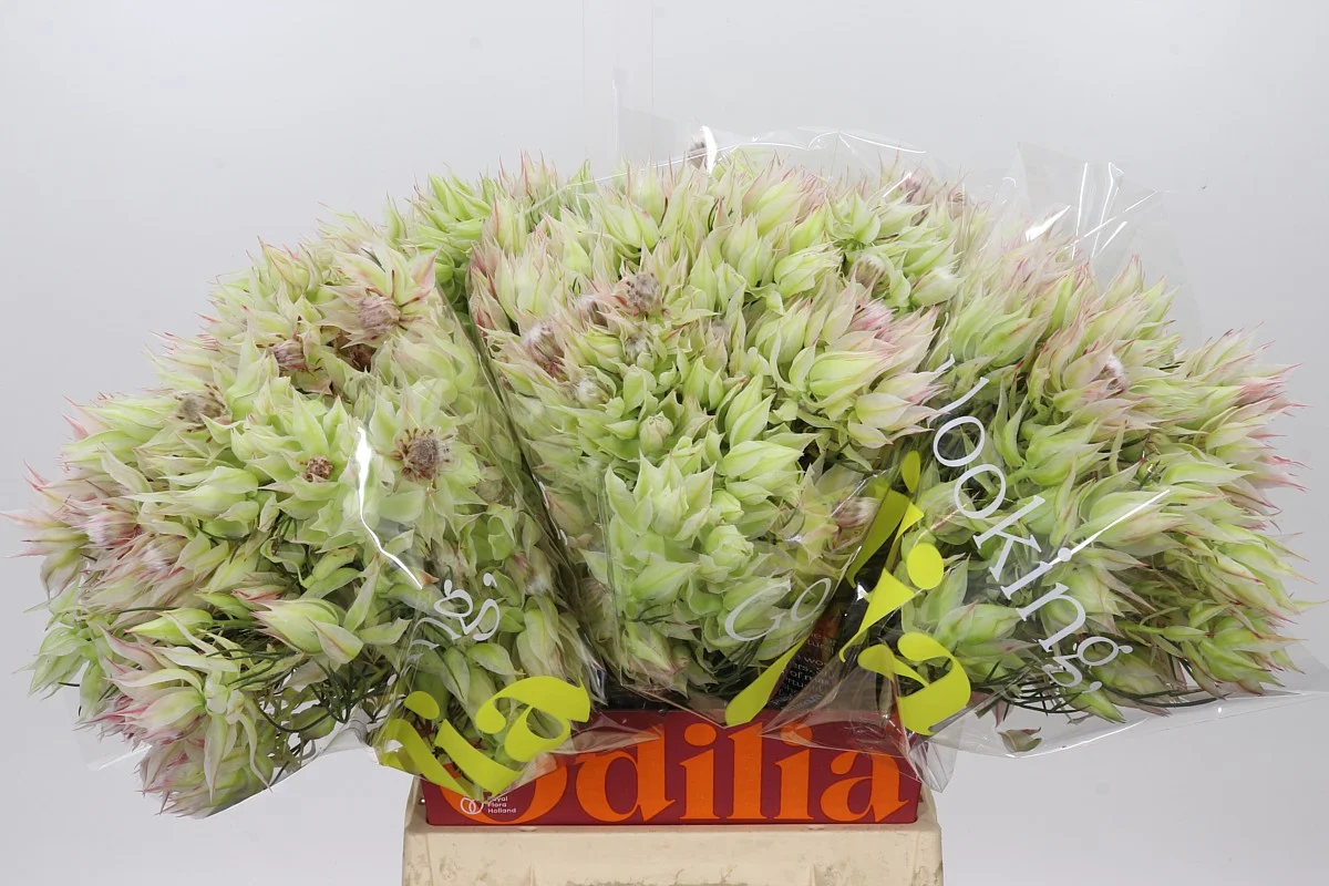 BLUSHING-BRIDE-69-FLOWERS-50CM