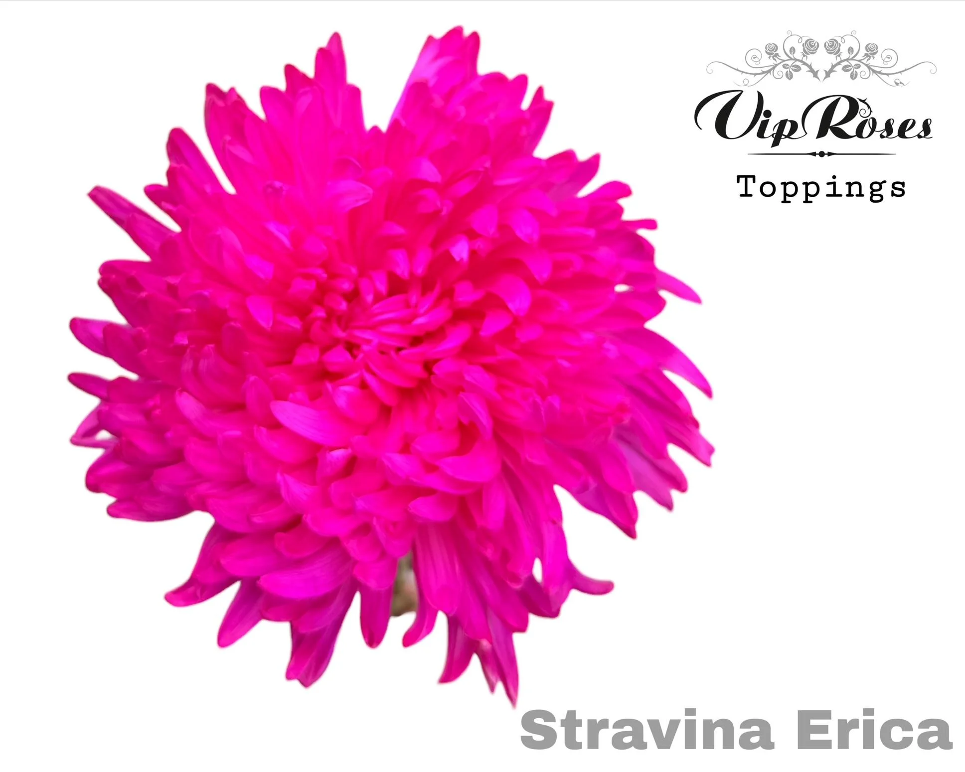 CHR-G-STRAVINA-ERICA-65CM