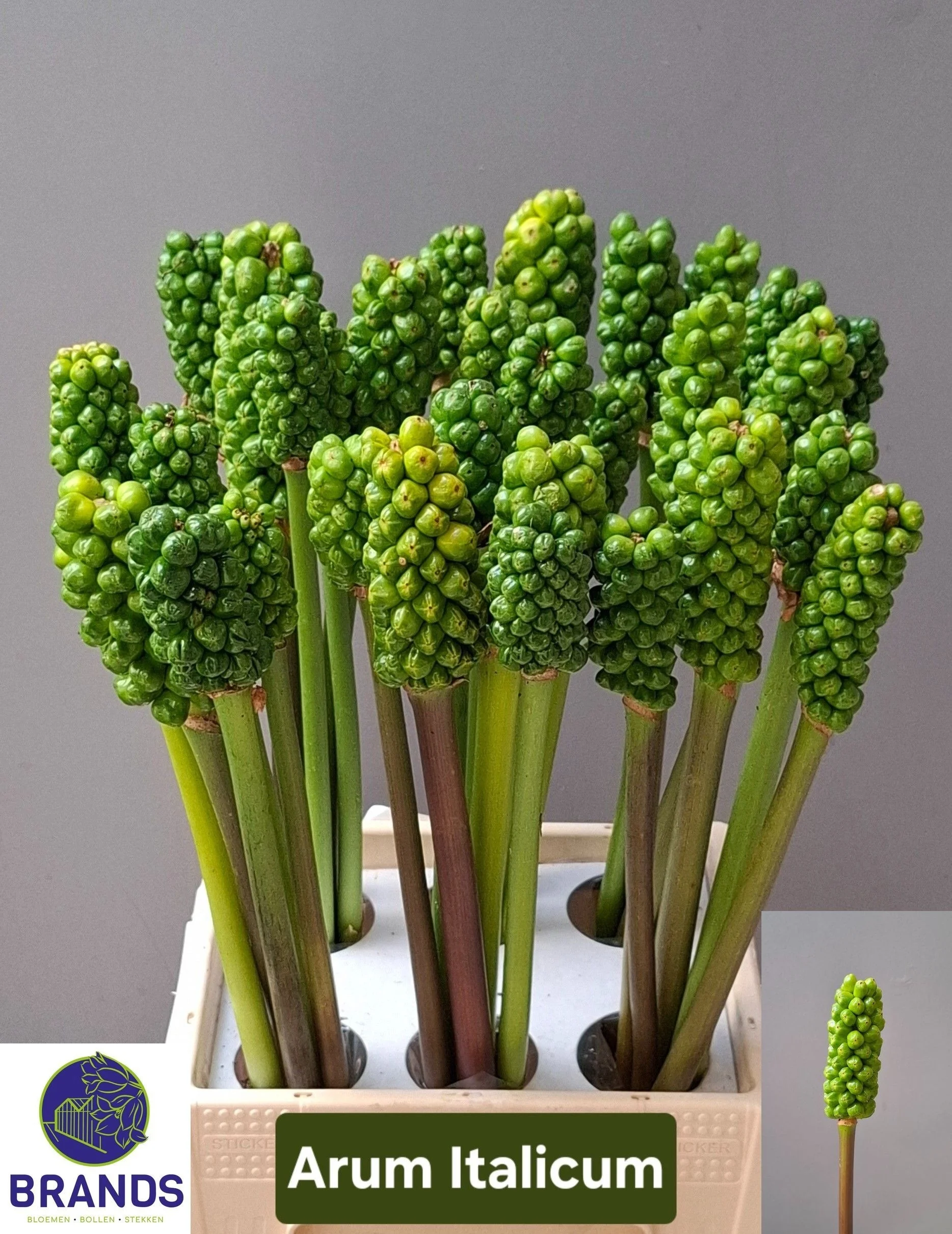 ARUM-ITALICUM-55CM-55CM