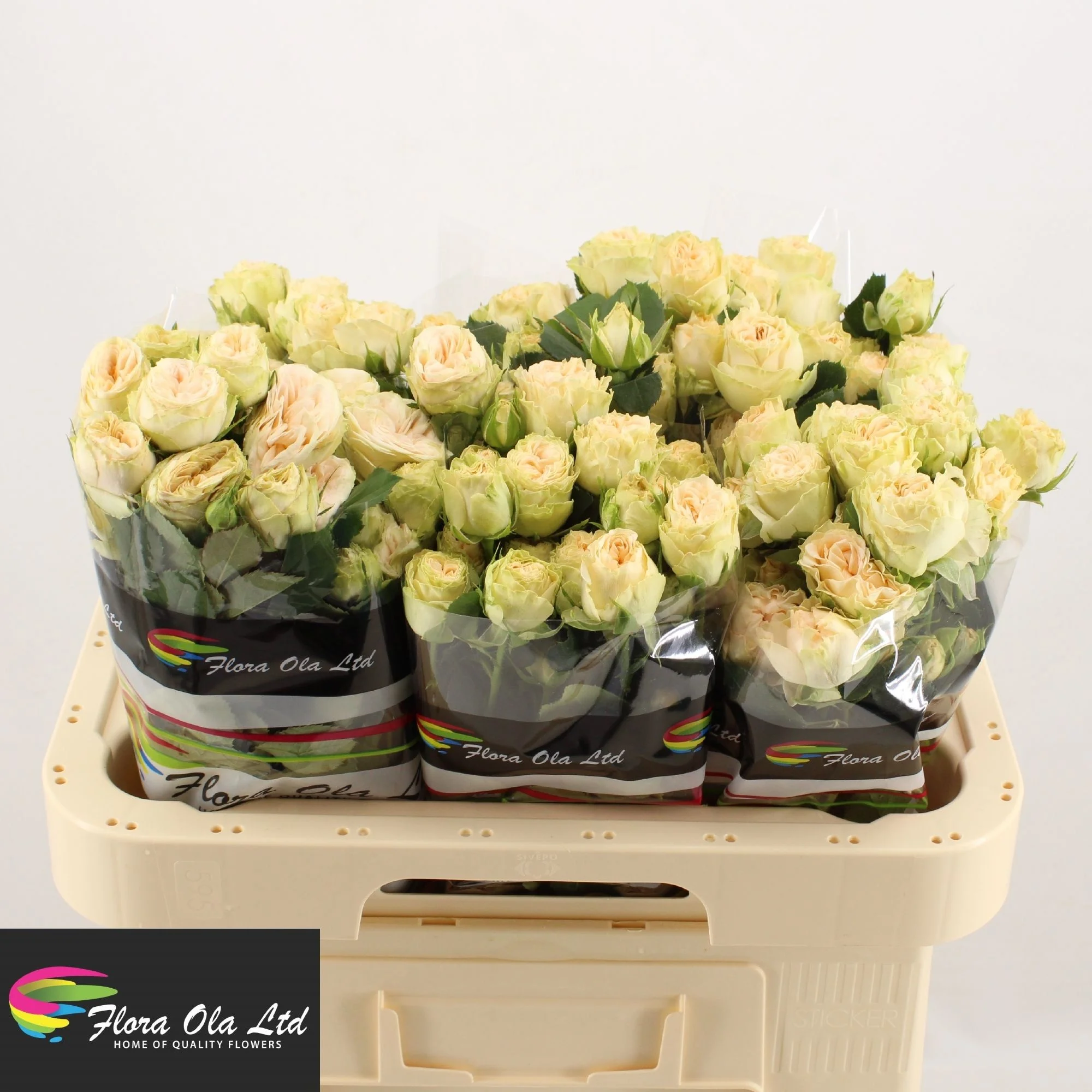 R-TR-SUMMERROSE-60CM
