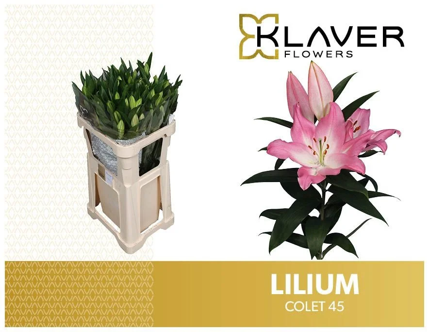 LI-OR-COLET-5-85CM