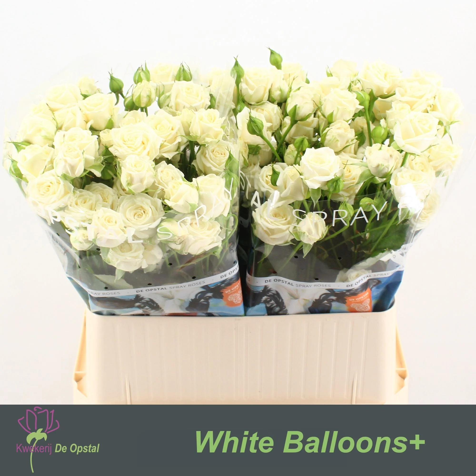 R-TR-WHITE-BALLOONS-80CM