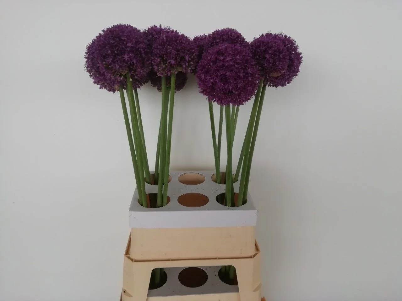 ALLIUM-AMBASSADOR-95CM-95CM