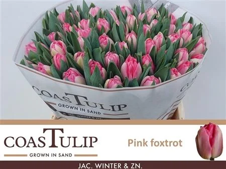 TU-COAS-DU-PINK-FOXTROT-38CM