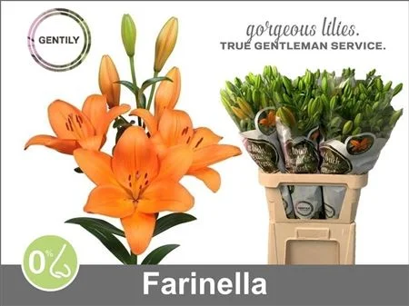 LI-LA-FARINELLA-4-90CM