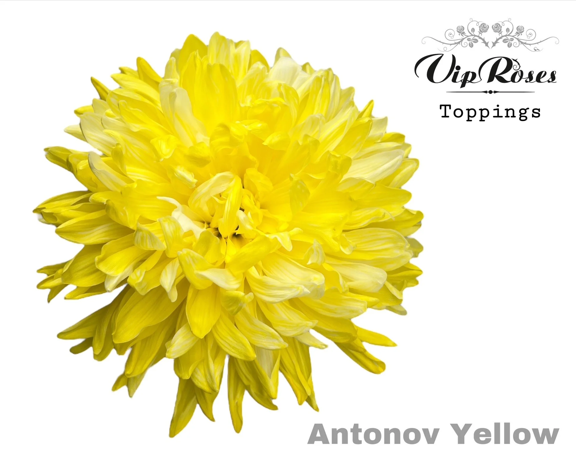 CHR-G-ANTONOV-YELLOW-65CM