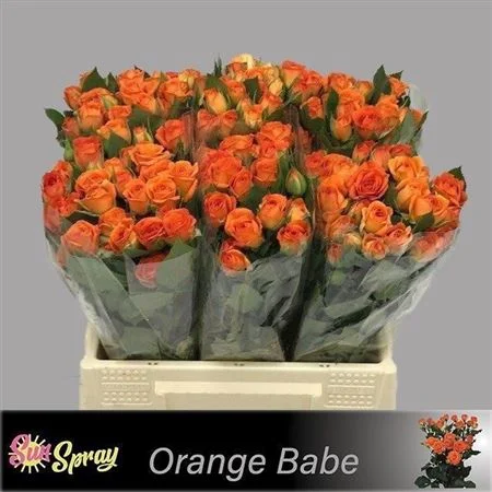 R-TR-BABE-40CM