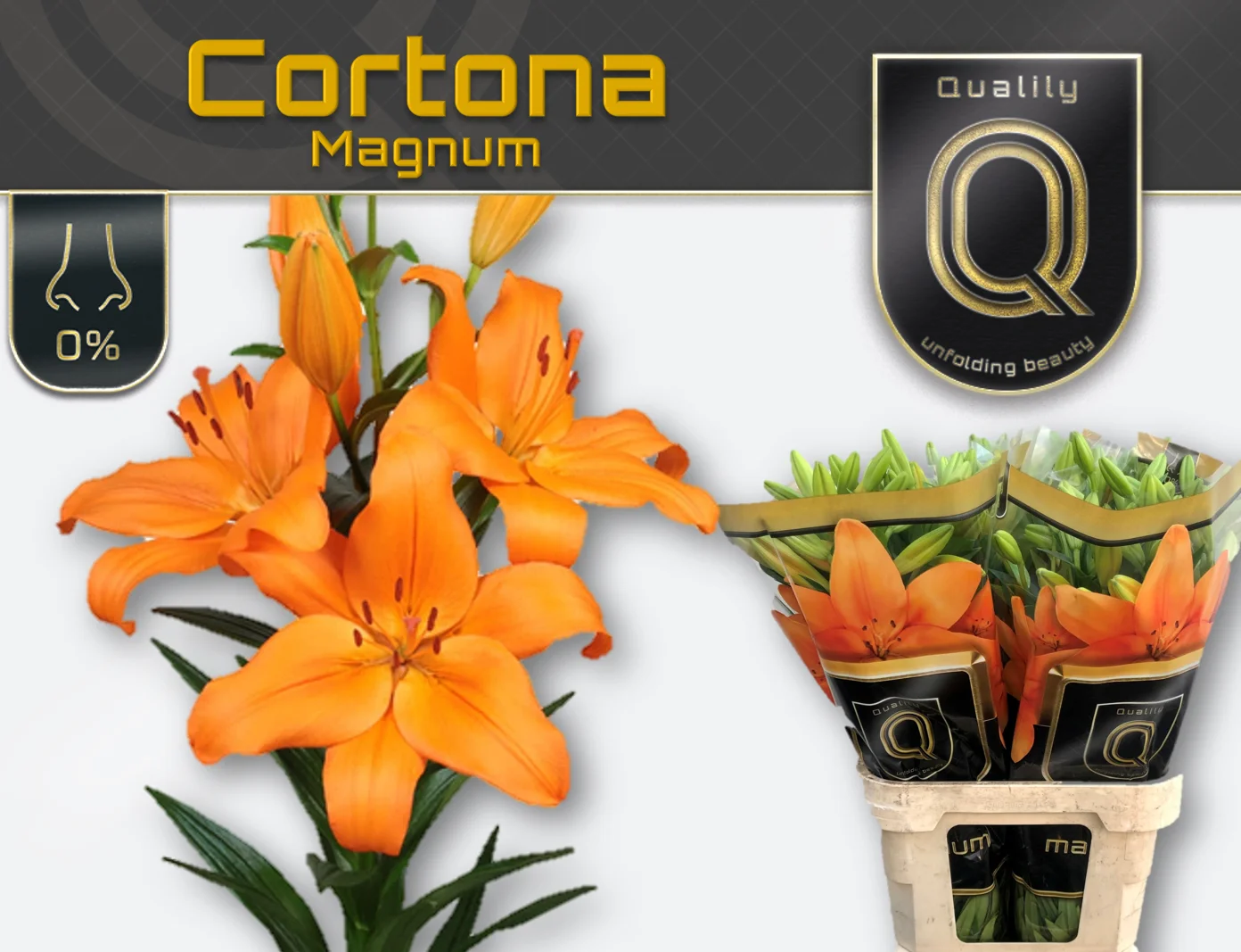 LI-LA-CORTONA-MAGNUM-5-95CM