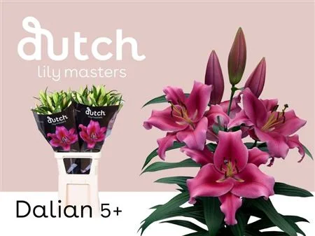 LI-OT-DALIAN-5-95CM