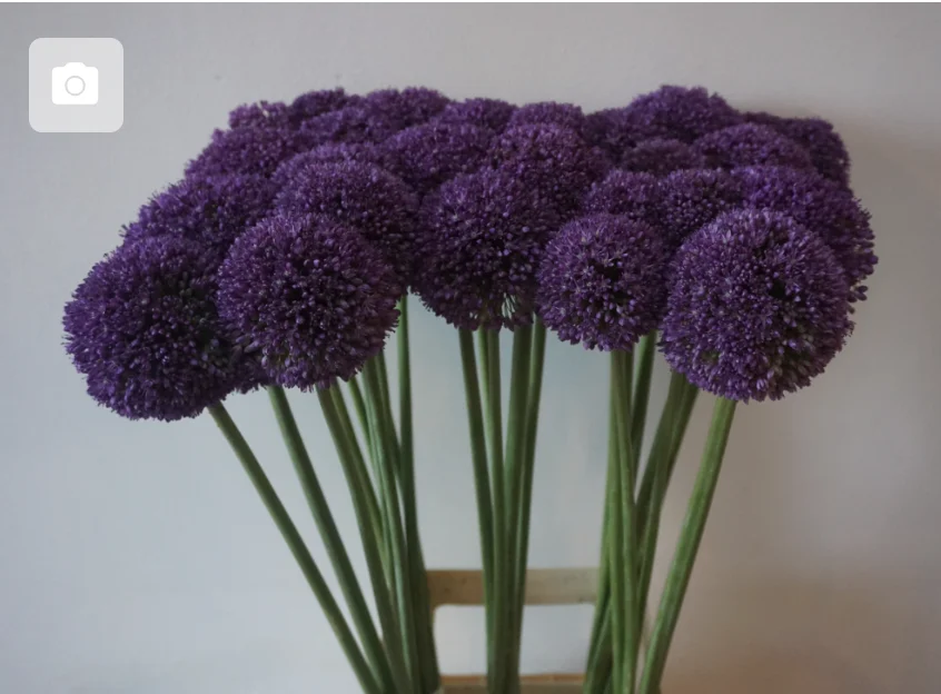 ALLIUM-AMBASSADOR-80CM