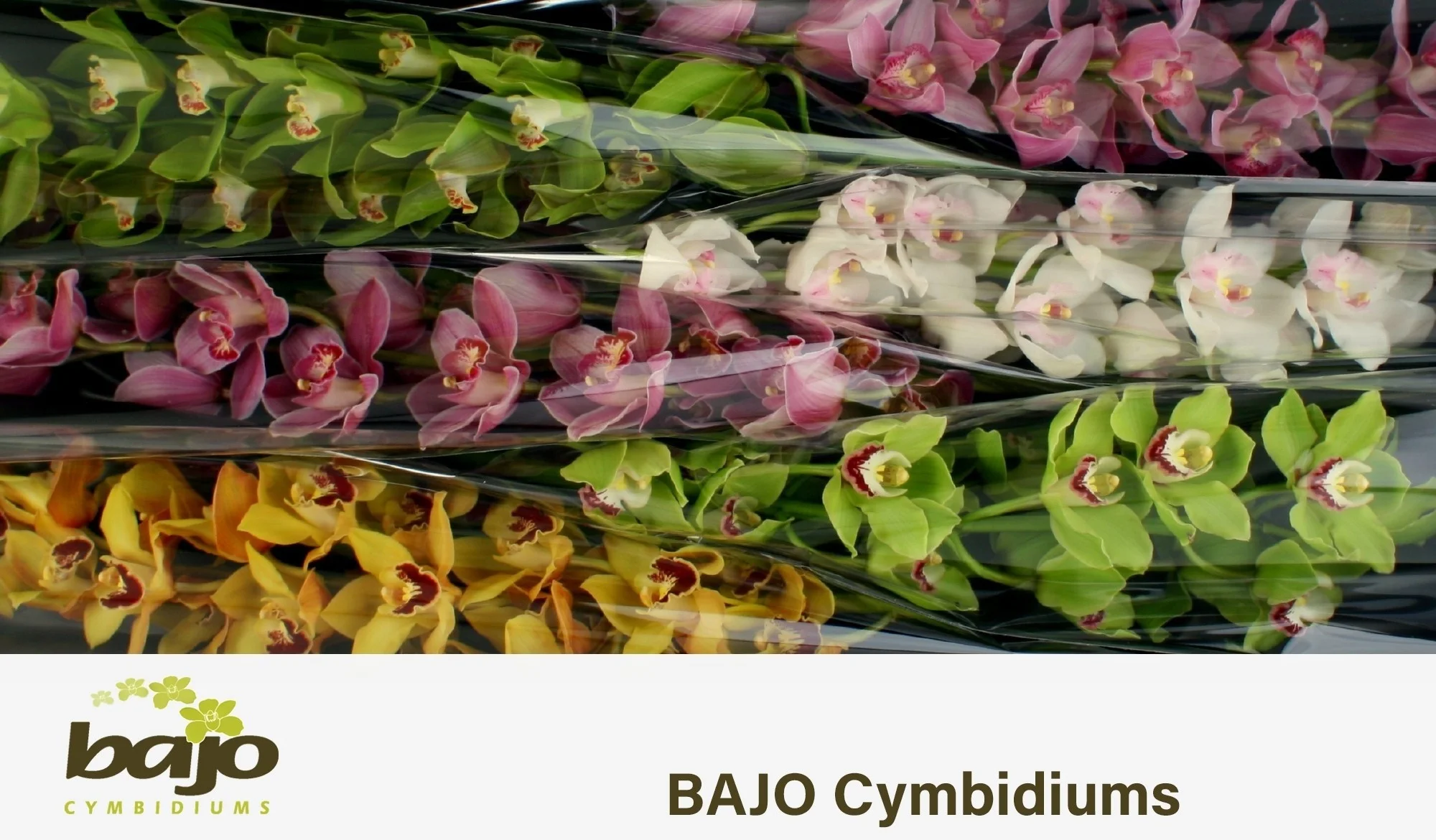 CYMB-T-GEM-80CM