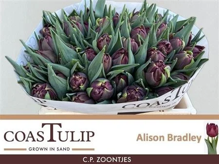 TU-DU-ALISON-BRADLEY-34CM